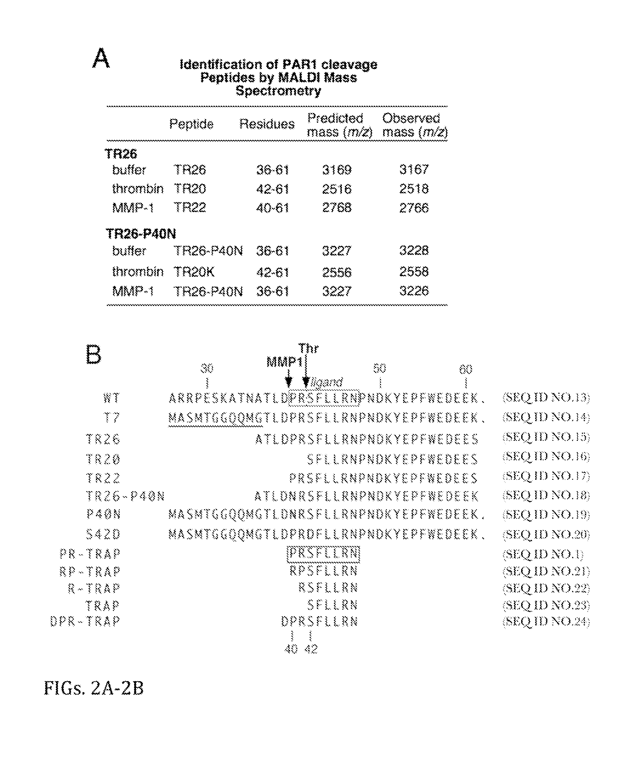 PAR-1 Activation by Metalloproteinase-1 (MMP-1)