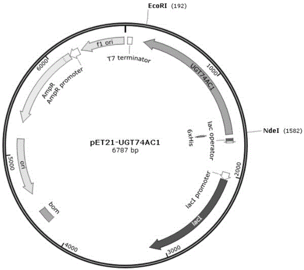 Mangosteen glycosyltransferase gene UGT74AC1 and application thereof