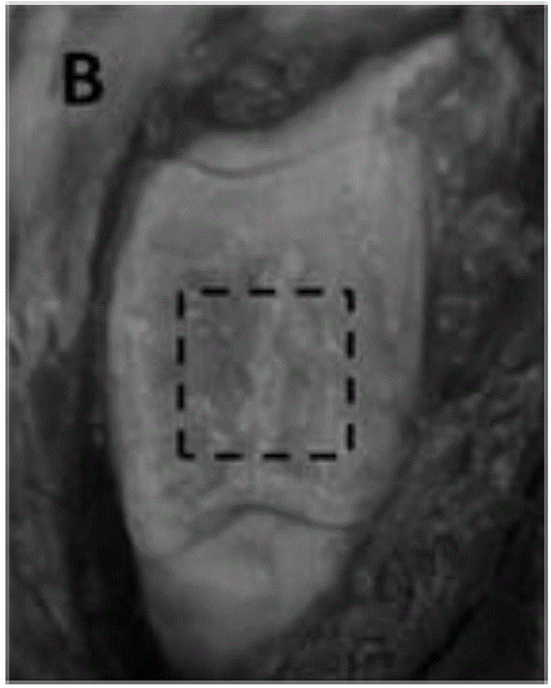 Collagen matrix cartilage repairing membrane, and making method and application thereof