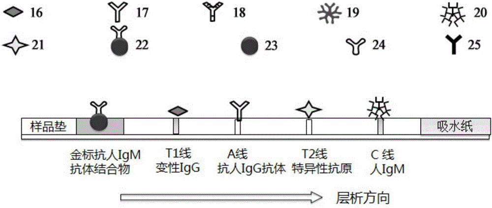 Joint detection method for rheumatoid factors (IgM type) and other antigen-specific IgM antibodies