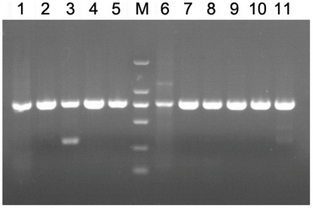 Amplification primers of ixodidae tick COIII full-length gene sequence and application thereof