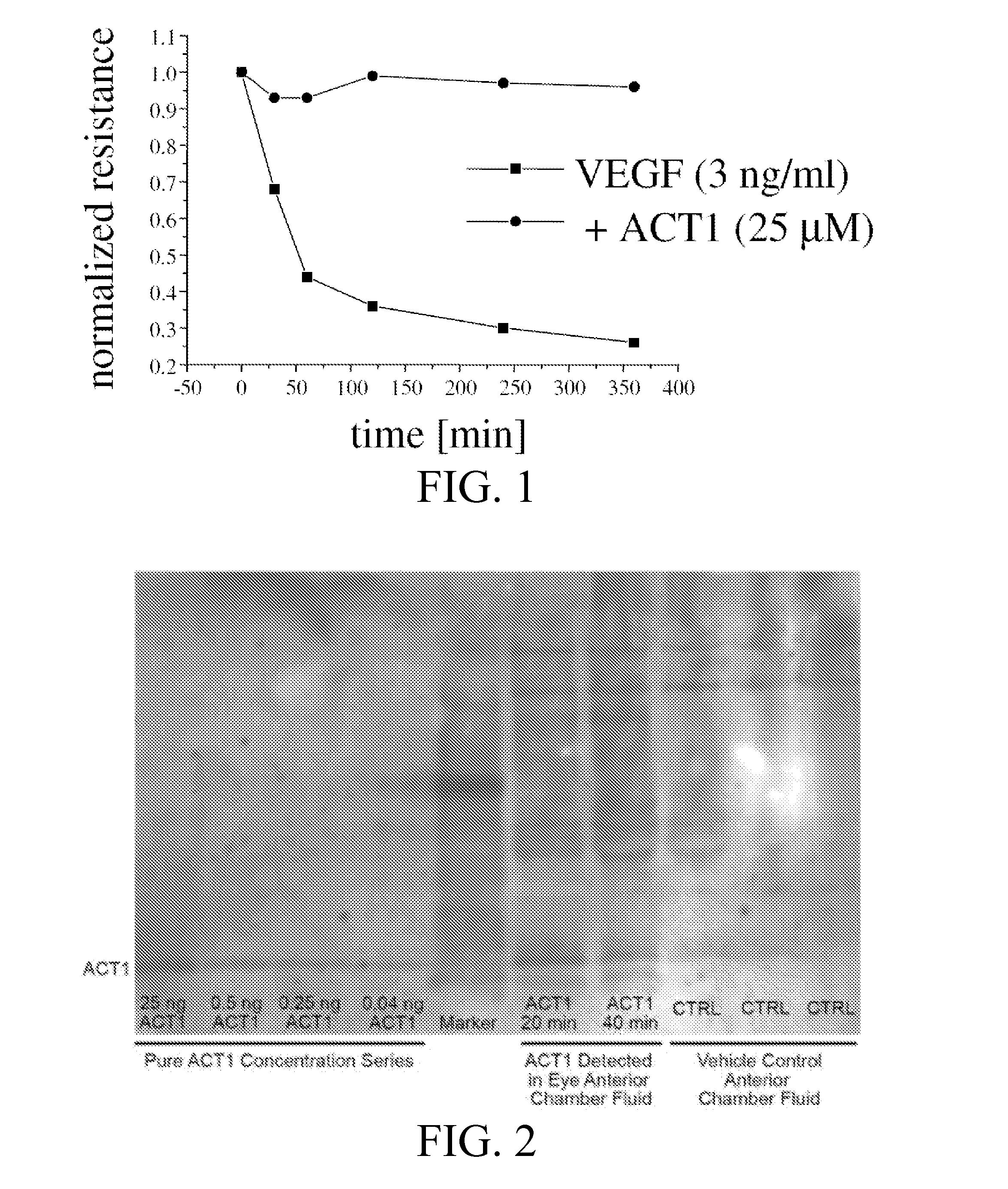 Alpha connexin c-terminal (ACT) peptides for treating age-related macular degeneration