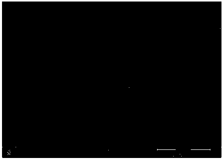 Denitration catalyst for activated carbon-supported iron-manganese-titanium and preparation method and application thereof