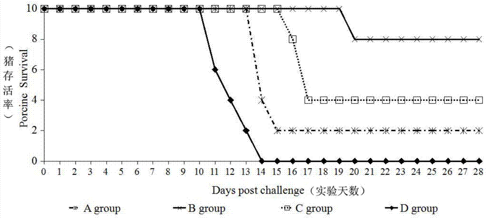 Preparation method and application of swine vaccine specific swine spleen transfer factor (TF)