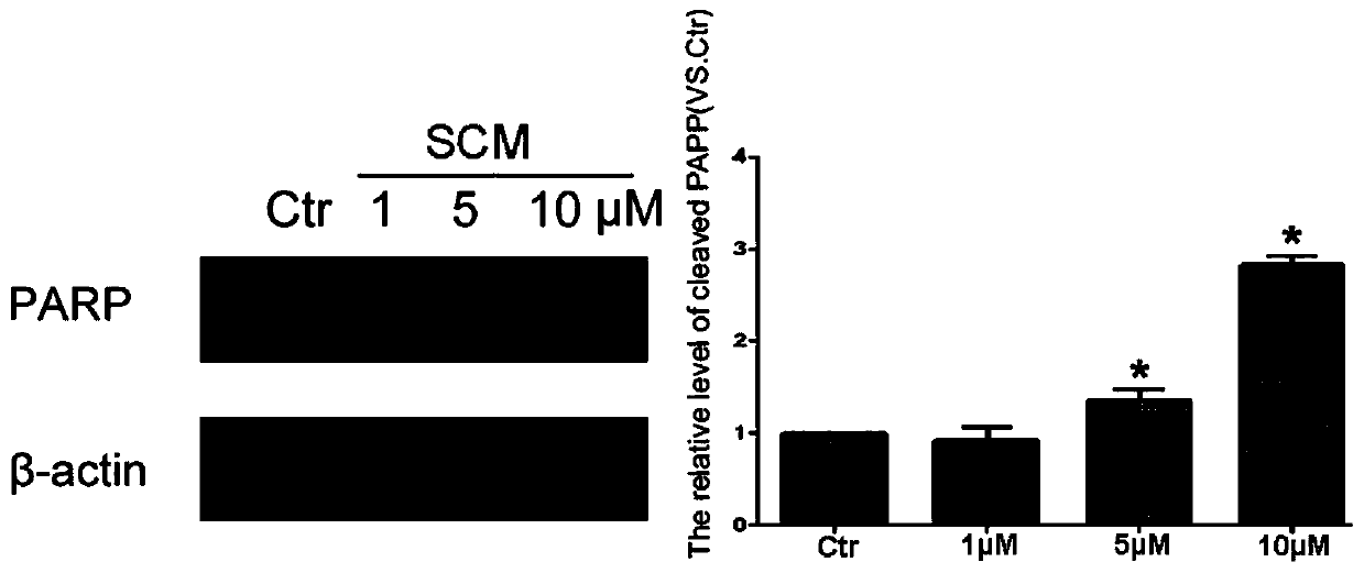 Application of styryl cyclohexene malononitrile derivative in preparation of anti-lung cancer drugs