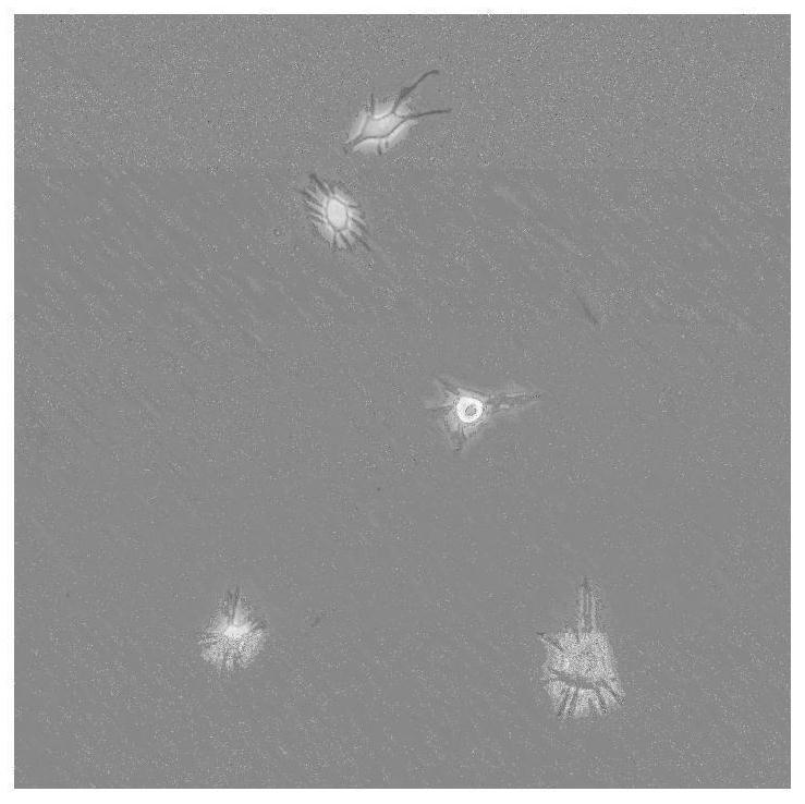 A method for constructing hafft1 cells