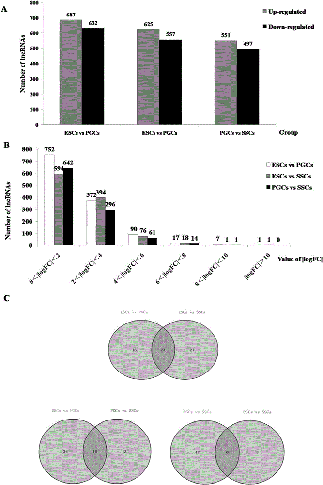 Analytical method for excavating key lncRNA in process of differentiating chick embryo stem cells into male germ cells