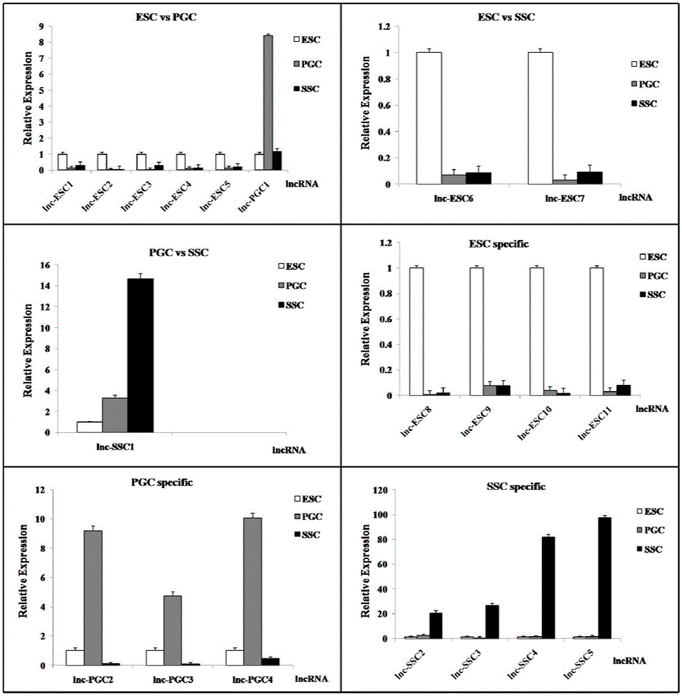 Analytical method for excavating key lncRNA in process of differentiating chick embryo stem cells into male germ cells