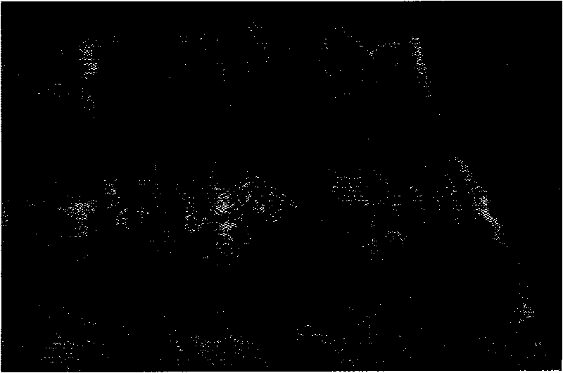 Zoning adaptive network system based on cluster server and building method