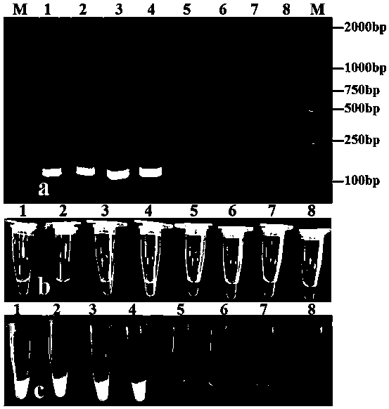 Loop-mediated isothermal amplification primers for detecting Solanum lycopersicum L Alternaria solani, and applications thereof