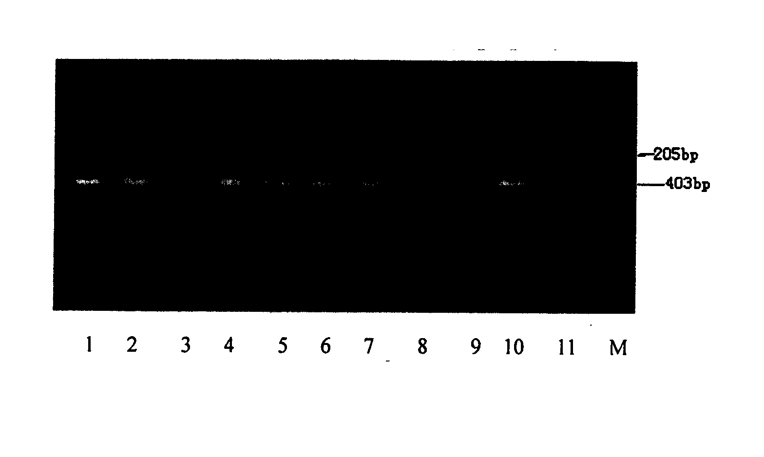 Specific primer sequence of cattle Y-chromosome