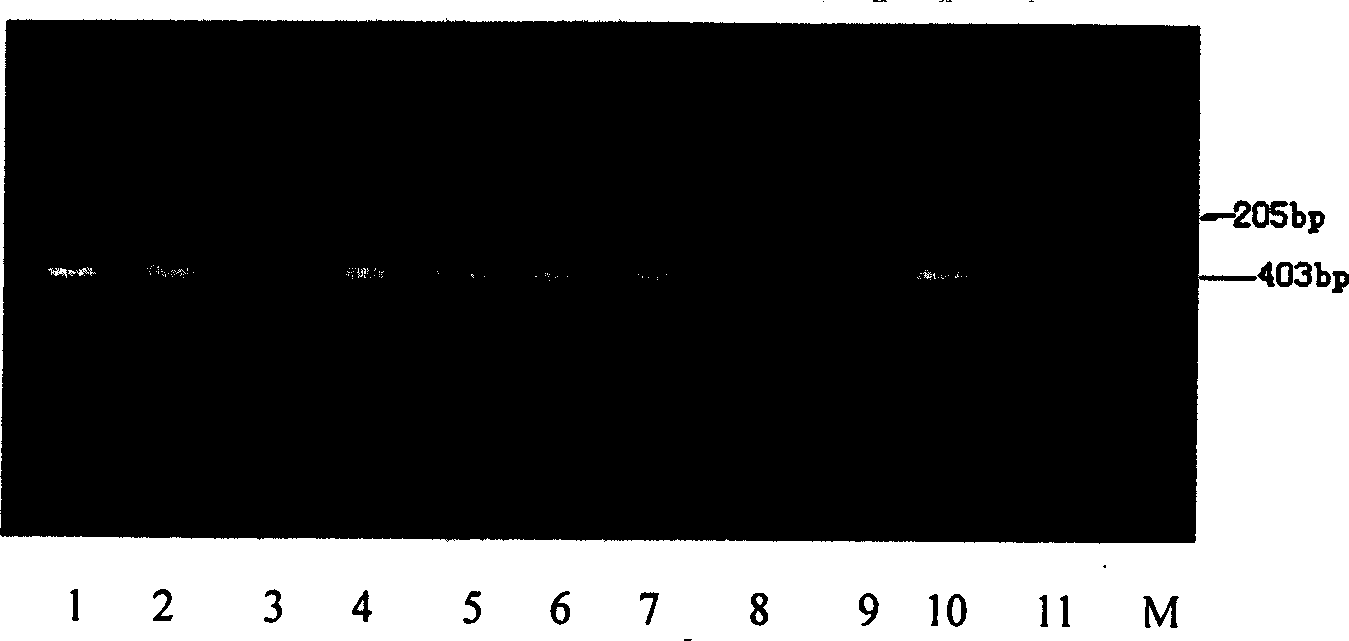 Specific primer sequence of cattle Y-chromosome