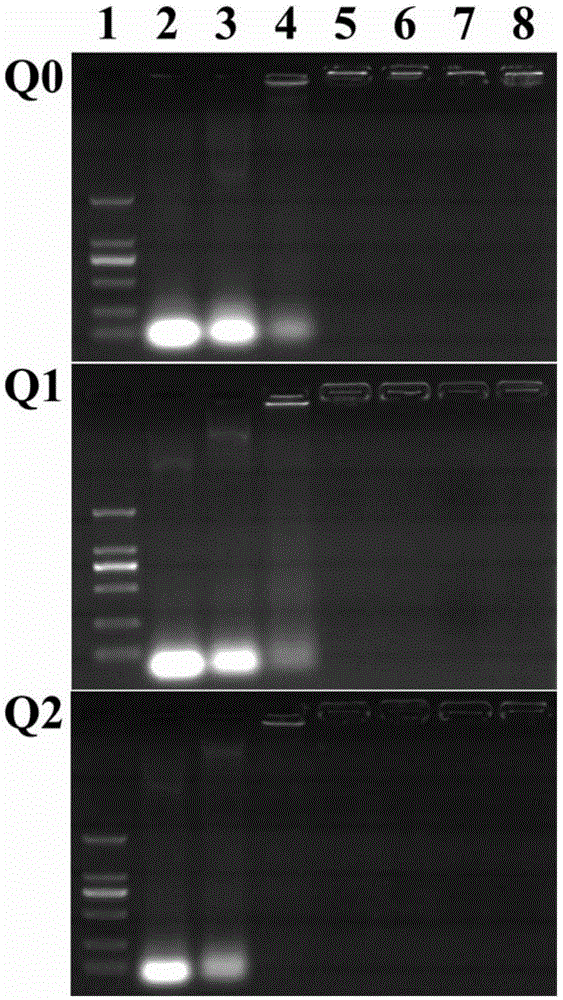 Beta-cyclodextrin/polyamide-amine arborescence macromolecule/gold nano particle compound and preparation and application thereof