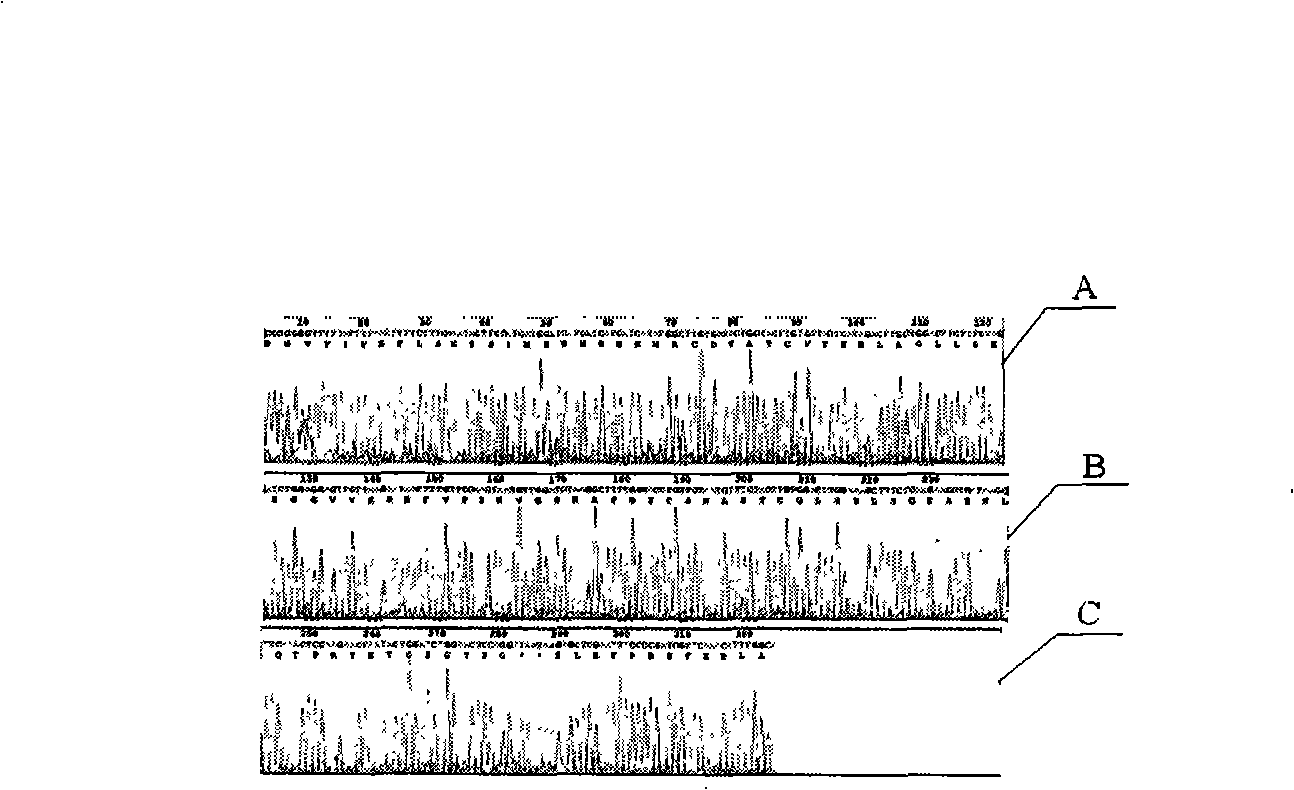 Calcitonin-gene-related peptide and trout calcitonin amalgamation polypeptide transgenic sequence, and transgenic engineering bacterial strain