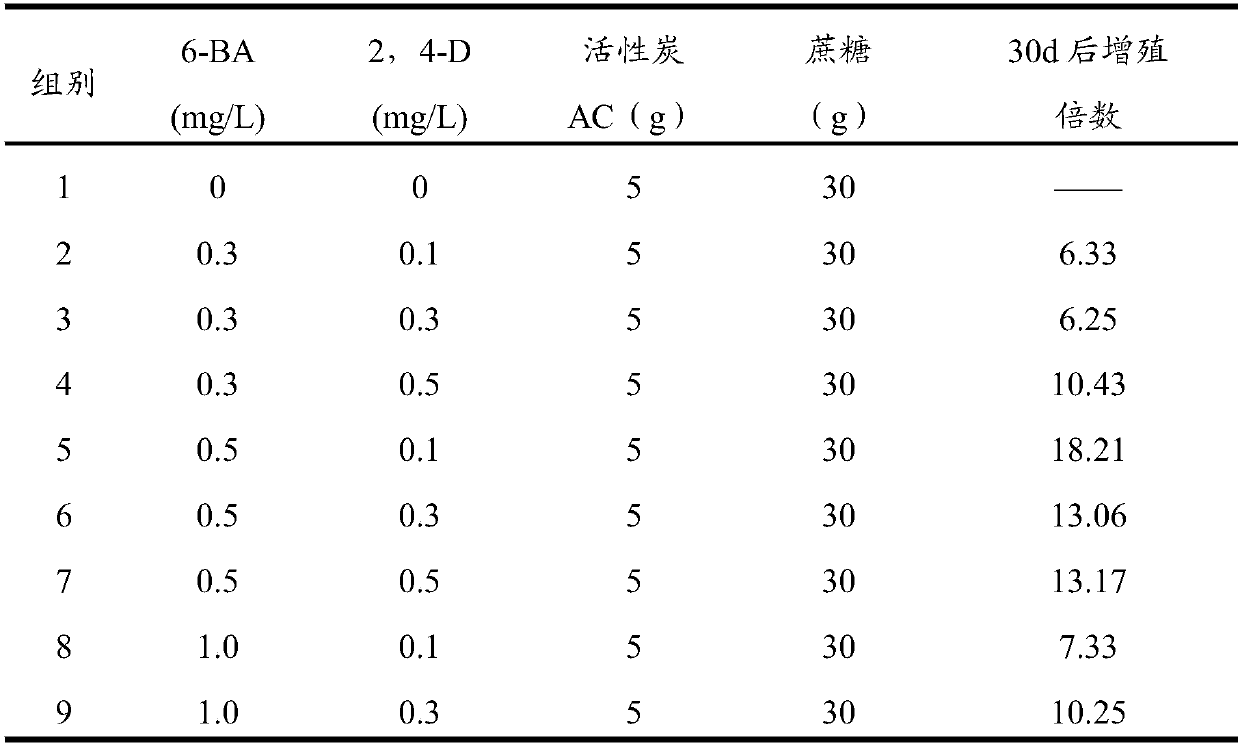 Lycium ruthenicum tissue culture adventitious bud ex-vitro rooting method