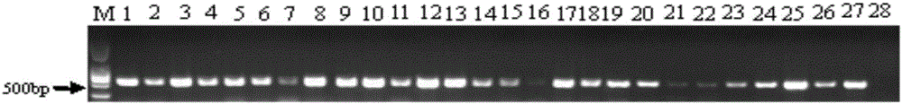 Method for performing true and false identification on oviductus ranae and special primer