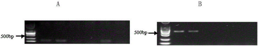 Method for performing true and false identification on oviductus ranae and special primer