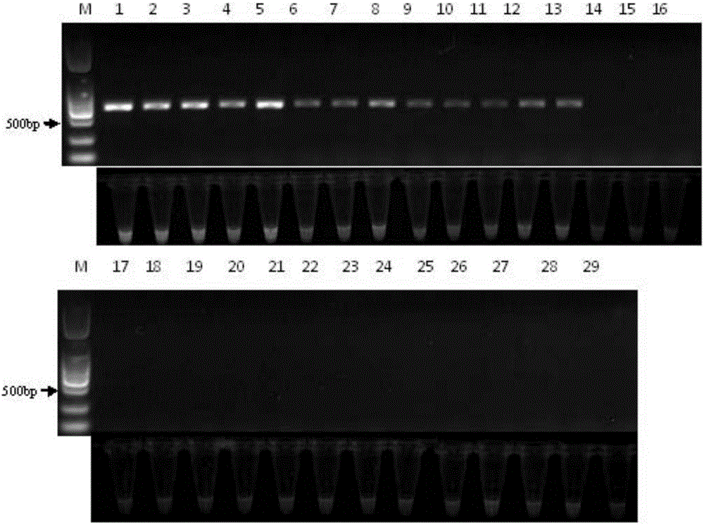 Method for performing true and false identification on oviductus ranae and special primer