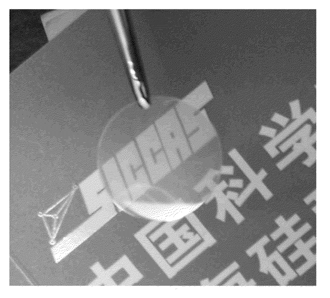 Transparent alumina ceramics with oriented grains and preparation method thereof