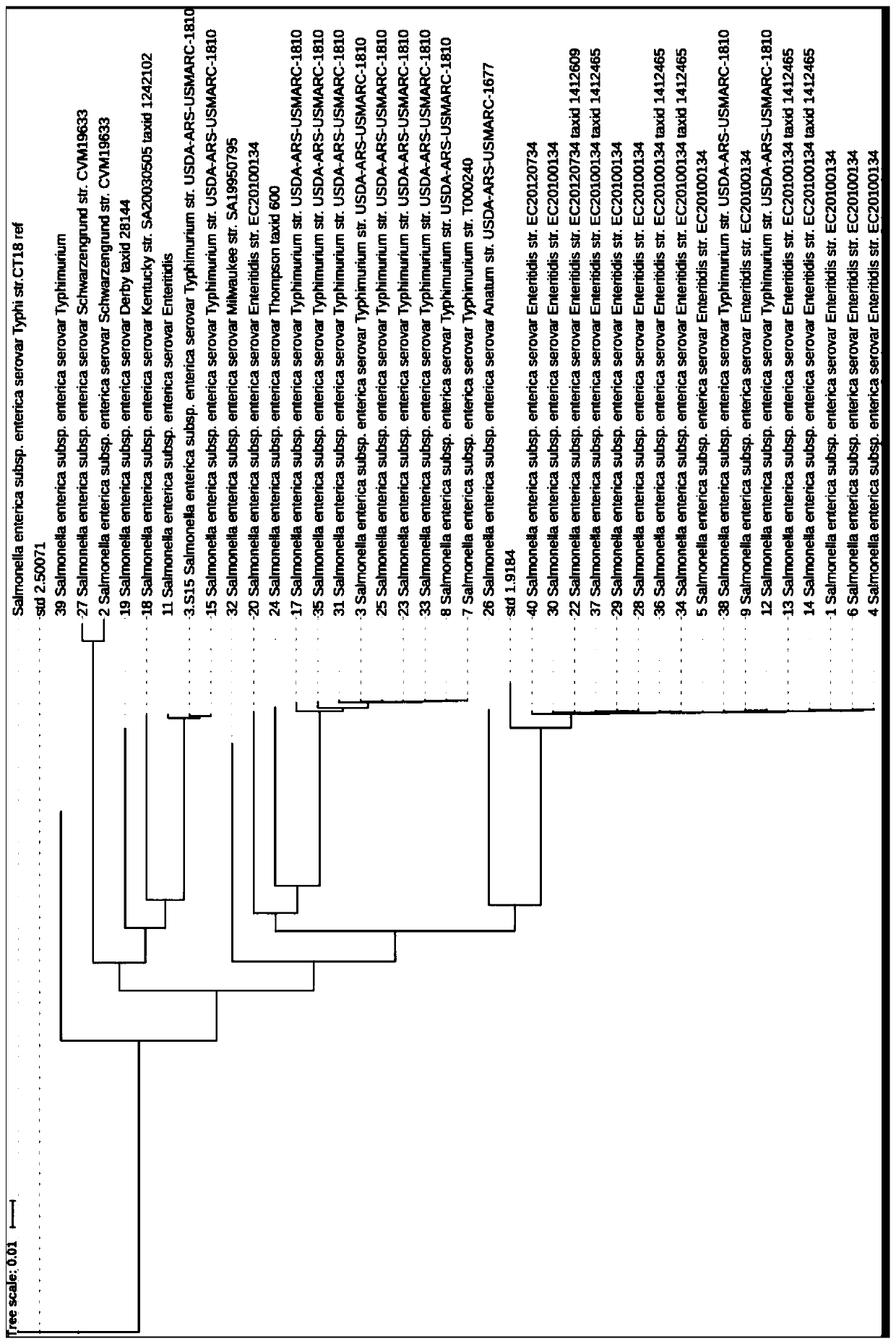 Salmonella source tracing typing method based on gMLST (genome multilocus sequence typing) technology and application