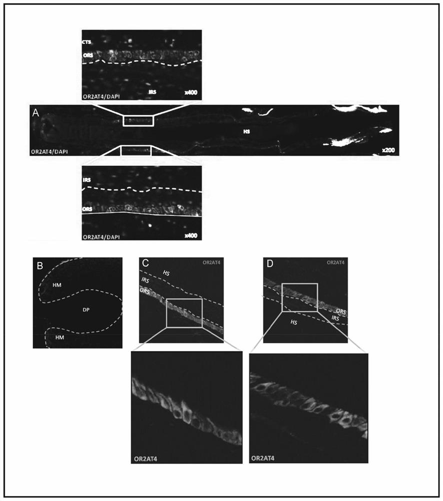 Compounds for promoting human hair growth and/or inhibiting or delaying hair loss and compositions for such use