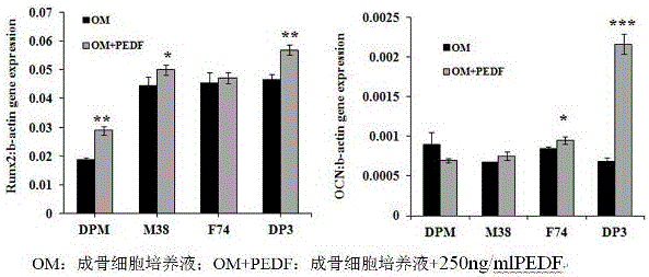 Application of PEDF in preparing medicine for diabetes bone tissue complication