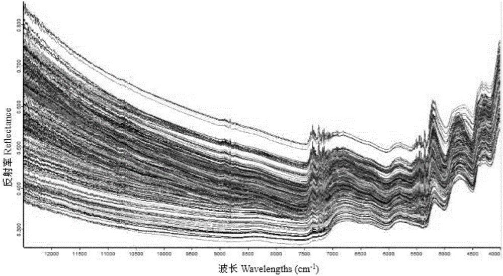 Determination method for content of Italian ryegrass neutral detergent fibers