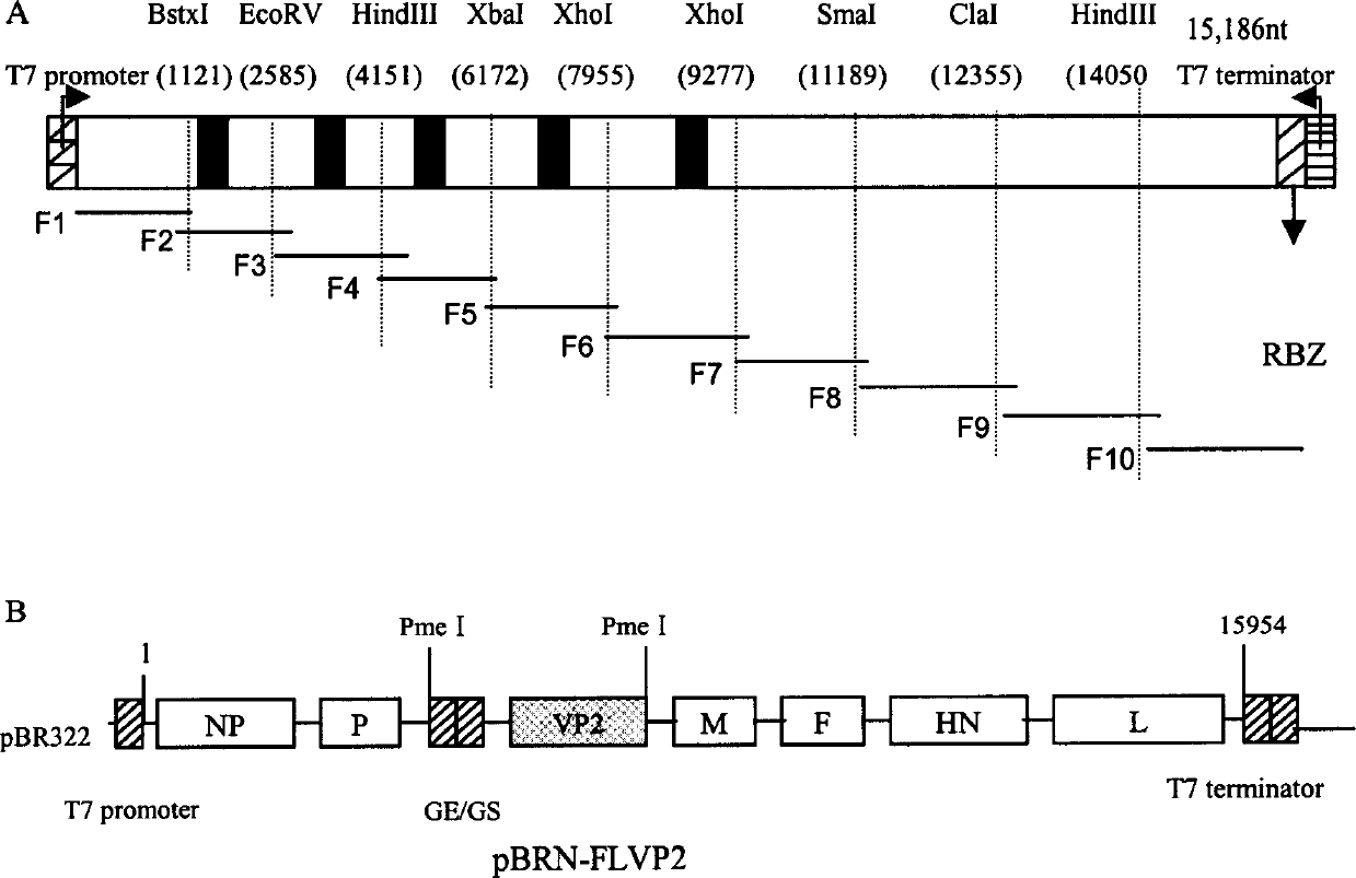 Recombinant Newcastle disease LaSota low virulent vaccine strain expressing infectious bursal disease virus VP2 gene