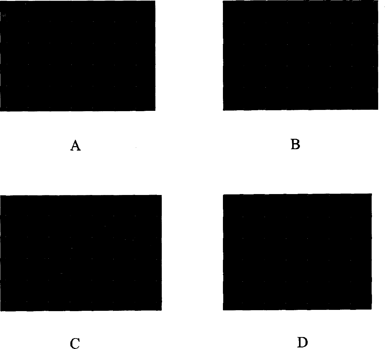 Recombinant Newcastle disease LaSota low virulent vaccine strain expressing infectious bursal disease virus VP2 gene