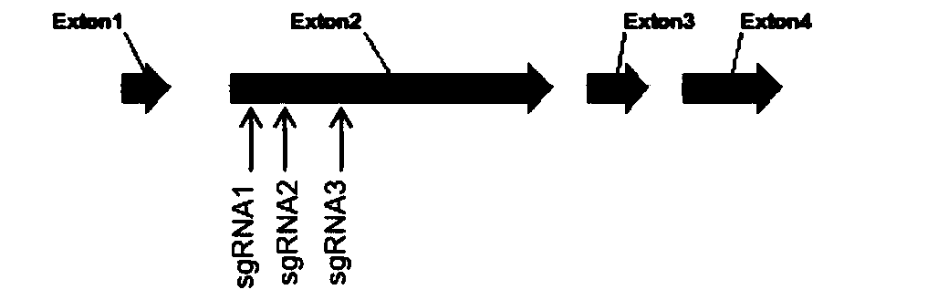 Method for obtaining non-transgenic storage-resistant fresh-eating lycium barbarum