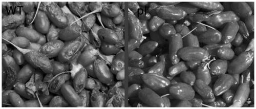 Method for obtaining non-transgenic storage-resistant fresh-eating lycium barbarum