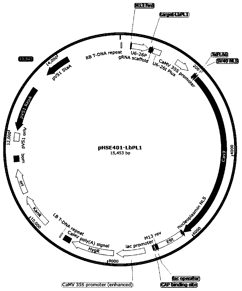 Method for obtaining non-transgenic storage-resistant fresh-eating lycium barbarum