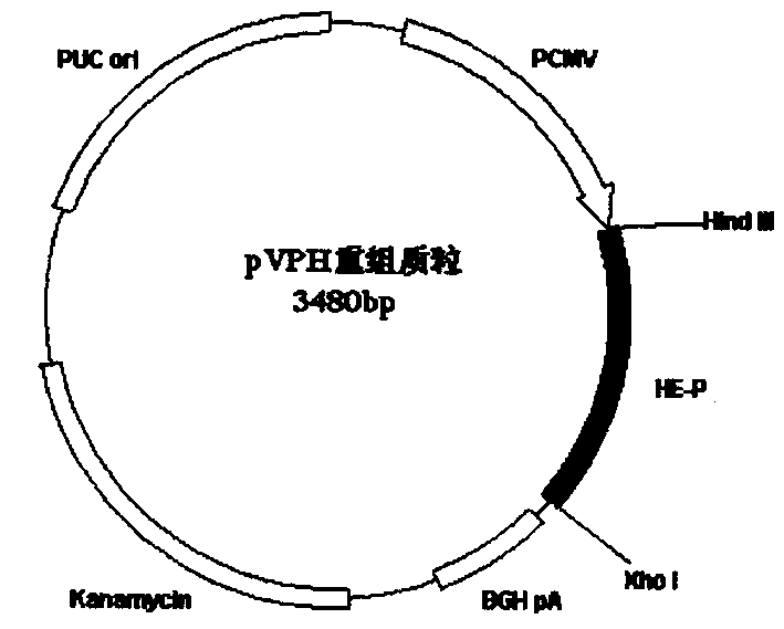 DNA vaccine pVPH for SARS virus