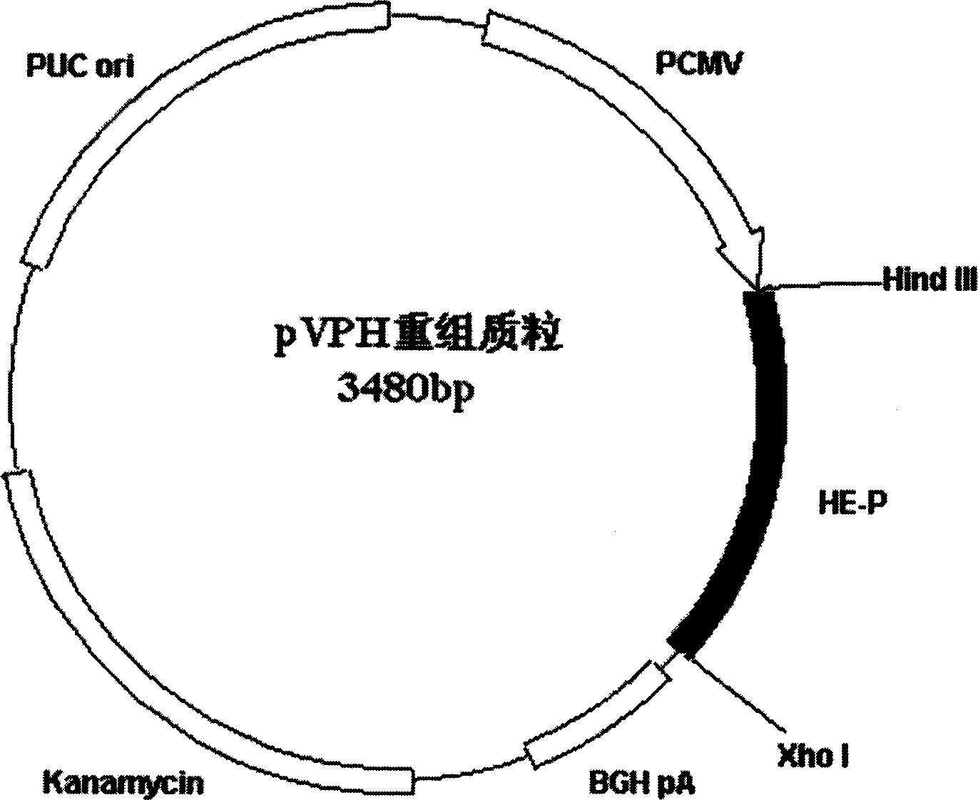 DNA vaccine pVPH for SARS virus