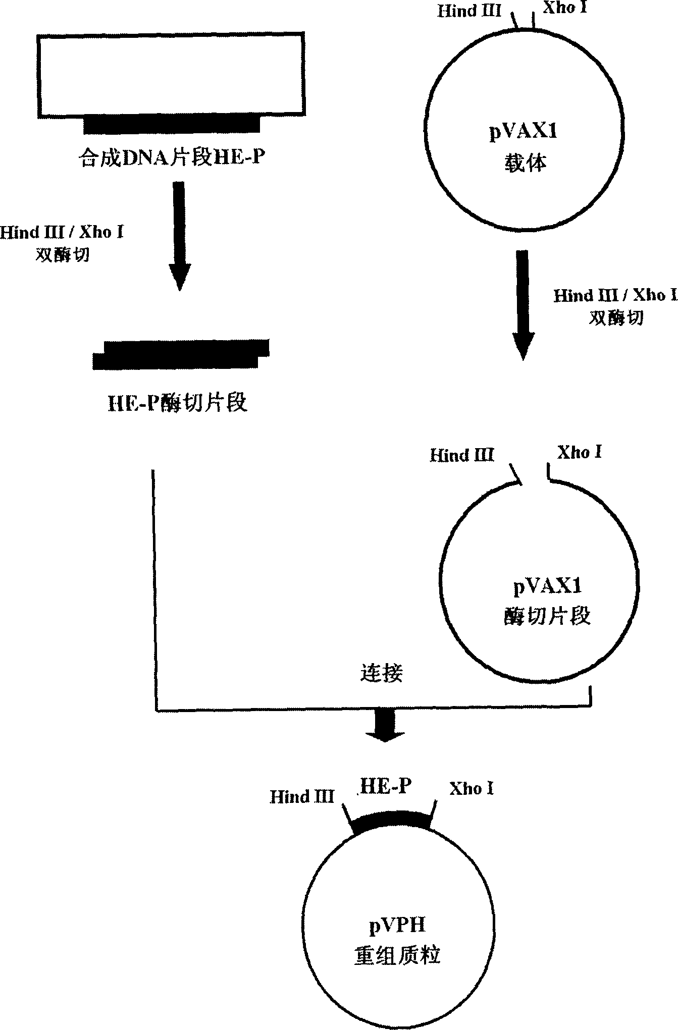 DNA vaccine pVPH for SARS virus