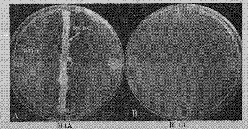 Rice sheath blight biocontrol strain RS-BC, microbial agent, preparation method and application