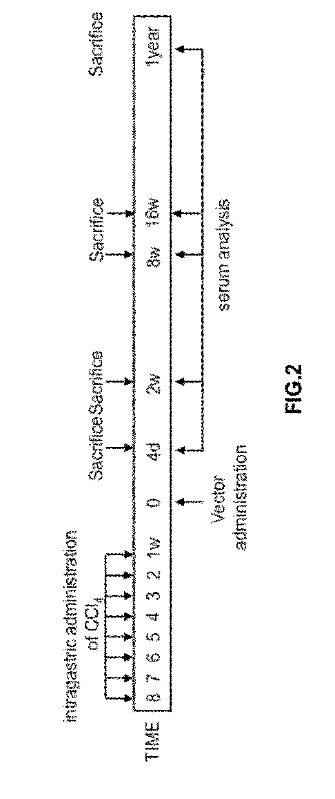 Methods and compositions for the treatment of cirrhosis and liver fibrosis