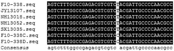 Method for detecting gene nucleotide mutation site of rice ustilaginoidea virens cyp51