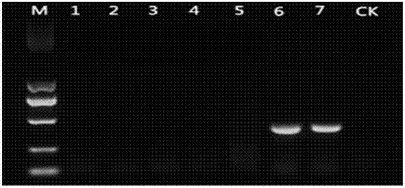 Method for detecting gene nucleotide mutation site of rice ustilaginoidea virens cyp51