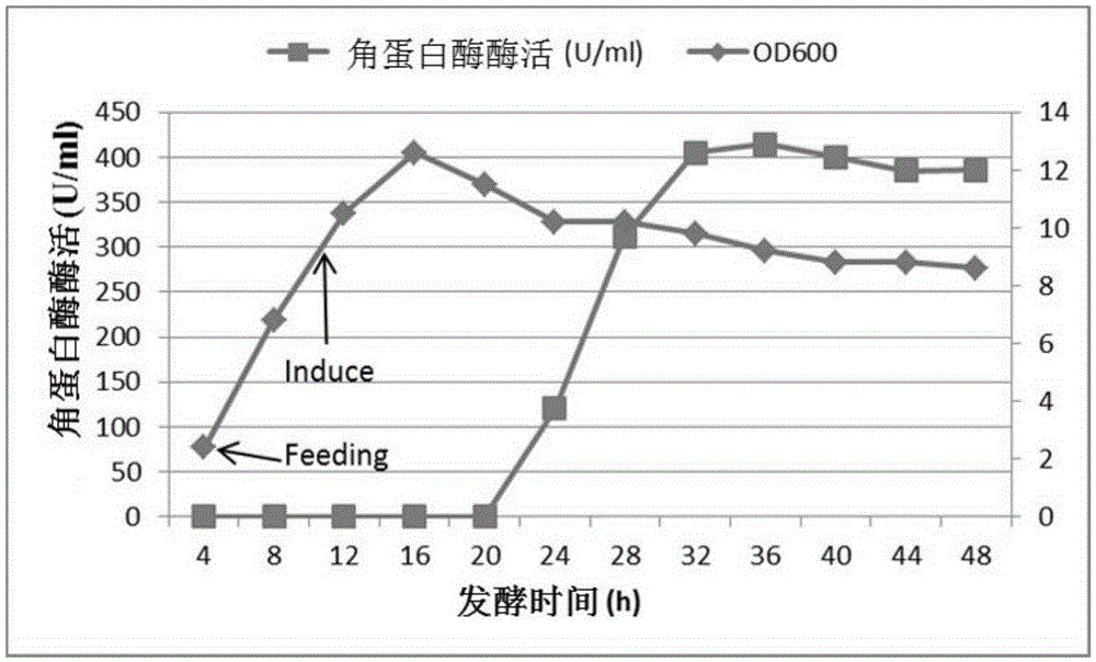 Fermentation method for efficiently producing keratinase through recombinant escherichia coli