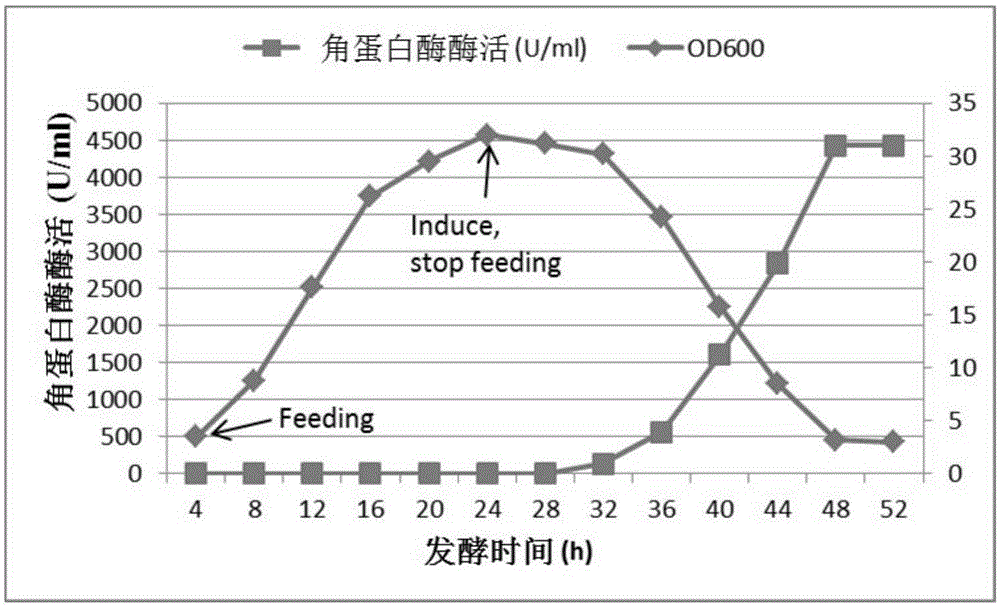 Fermentation method for efficiently producing keratinase through recombinant escherichia coli