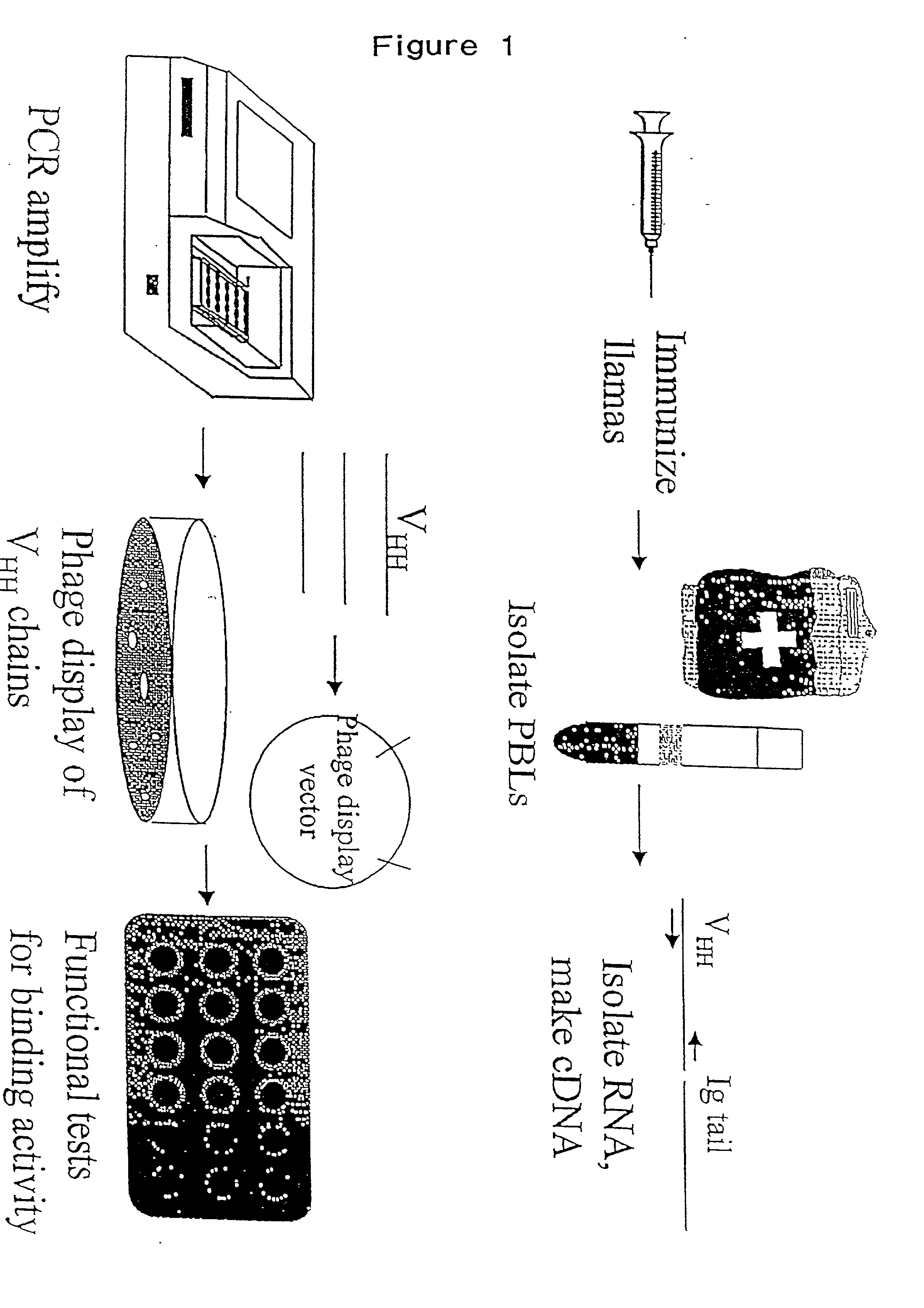 Compositions and methods for regulating lymphocyte activation