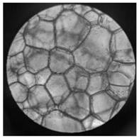 Bi-crosslinked gel foam based on polyphenol hydroxyl structure and preparation method thereof