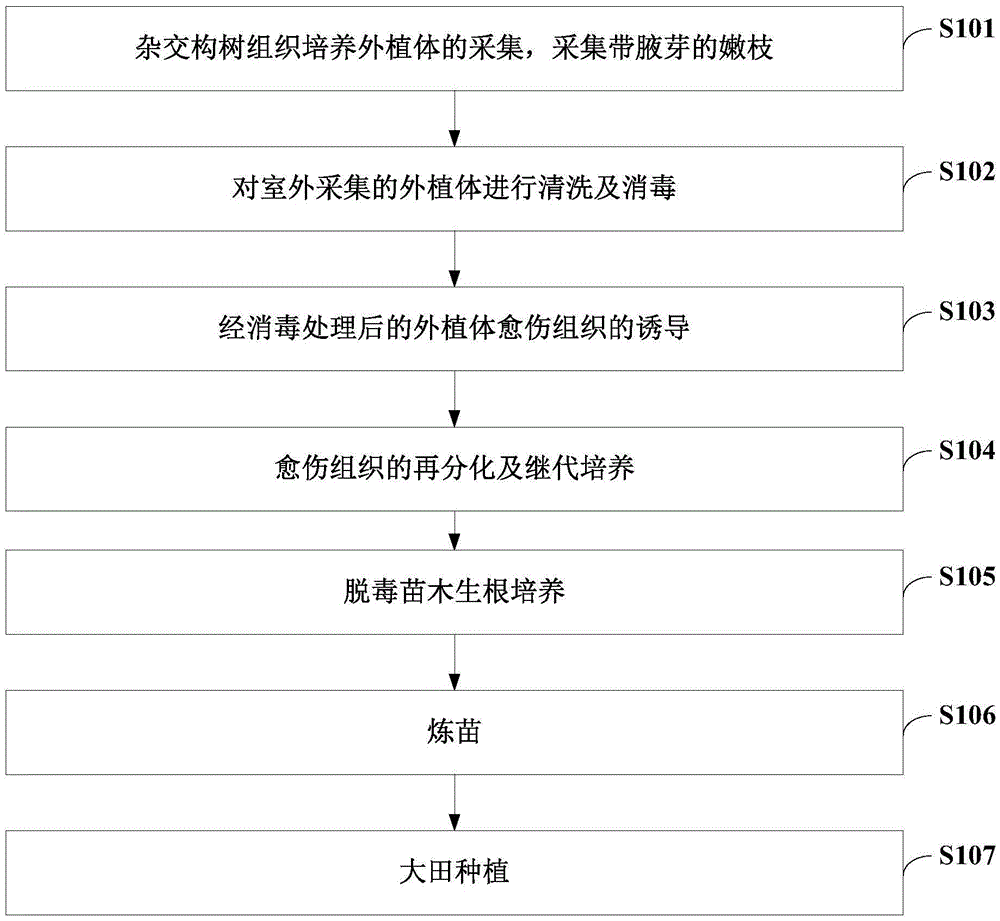 Method for hybrid broussonetia papyrifera tissue culture