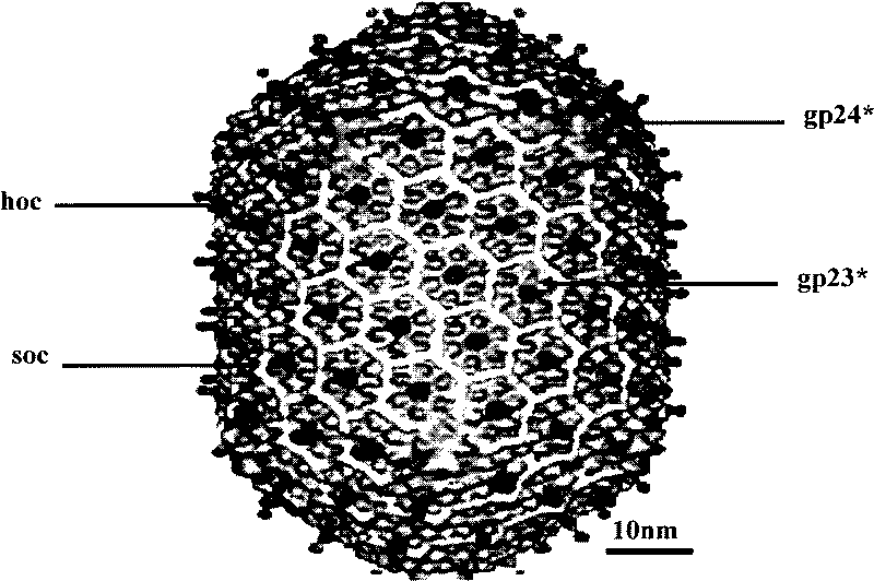 Preparation method of T4 bacteriophage supported precious metal nano-particle catalyst