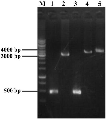 L-proline-4-hydroxylase and genetic engineering bacterium thereof, construction method and application thereof