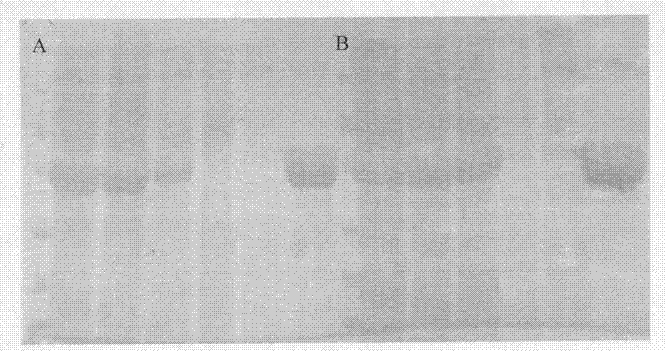 High-activity methyl parathion hydrolase mutant and use thereof