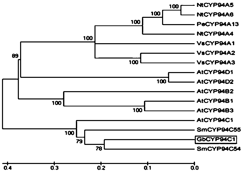 Application of Cotton Cytochrome p450 CYP94C1 Gene in Resistance to Verticillium Wilt