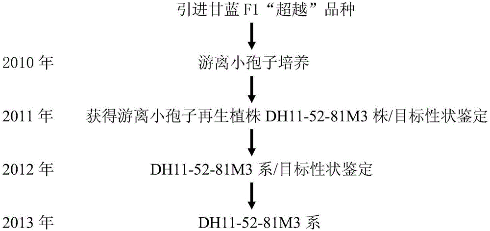 Method for selecting transport-resistant mid-maturation new variety from CMS (cytoplasmic male sterile) and DH (double haploid) series of cabbages