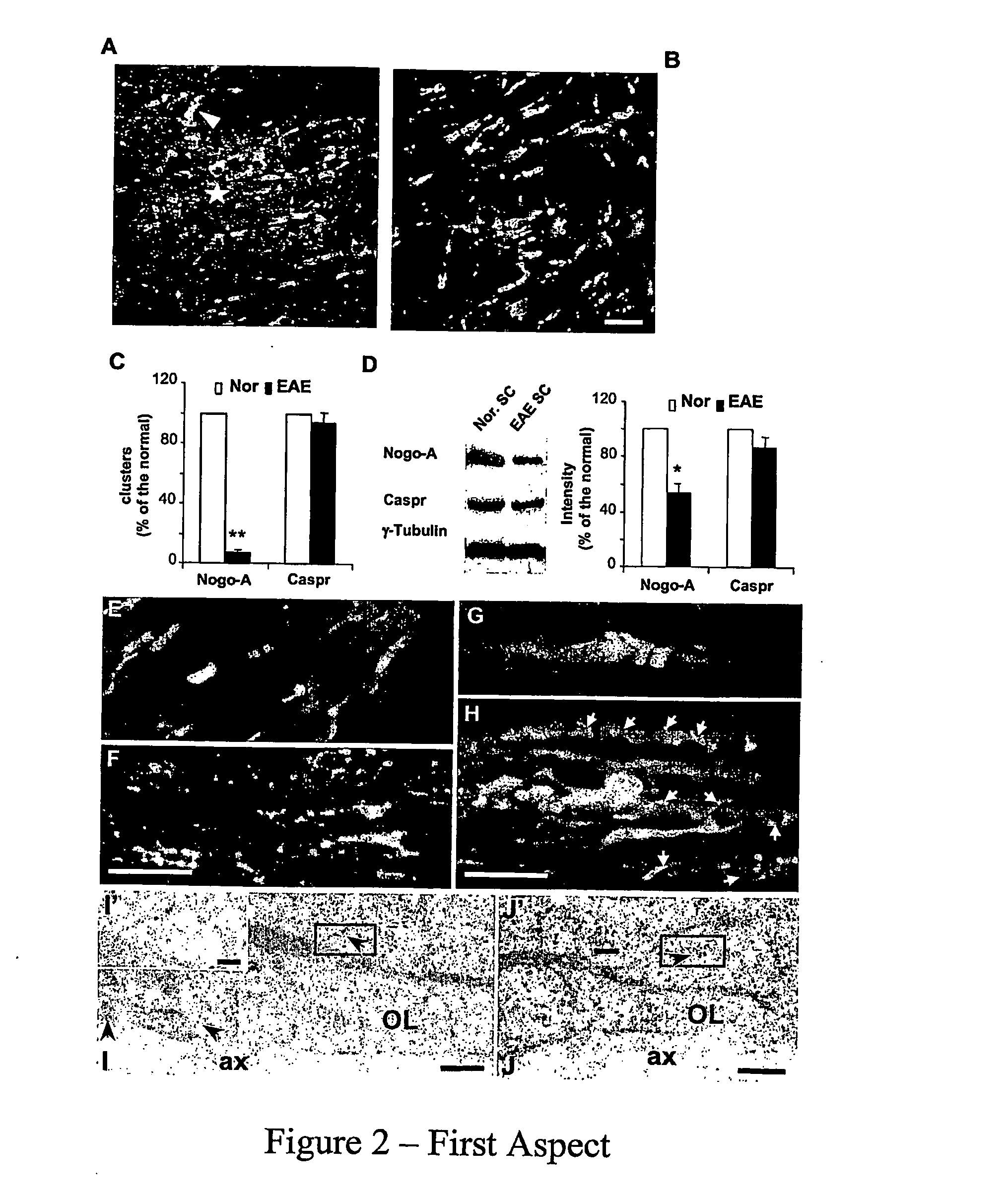 Nogo, caspr, f3 nb-3 useful in the treatment of injury and disease to the central nervous system